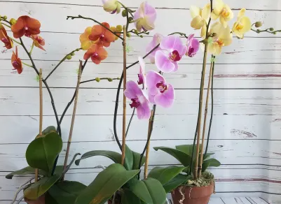 welche-art-von-orchideen-sollten-sie-fur-ihren-garten-kaufen