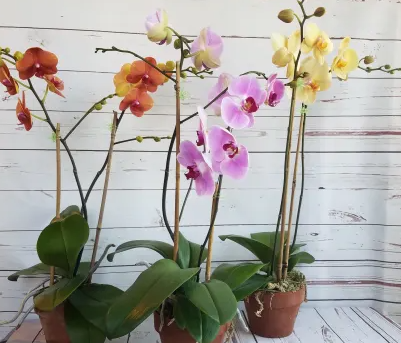 welche-art-von-orchideen-sollten-sie-fur-ihren-garten-kaufen